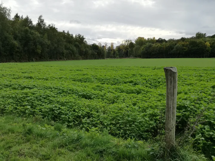 Galgebossen (Poperinge, Elverdinge, Vlamertinge) (Belgie)